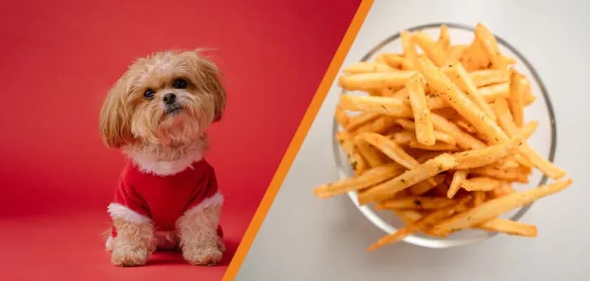 Czy pies może jeść frytki? Dowiedz się, dlaczego to niebezpieczne